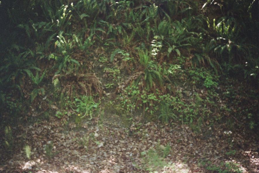 A wall of foliage in the Pacific Northwest